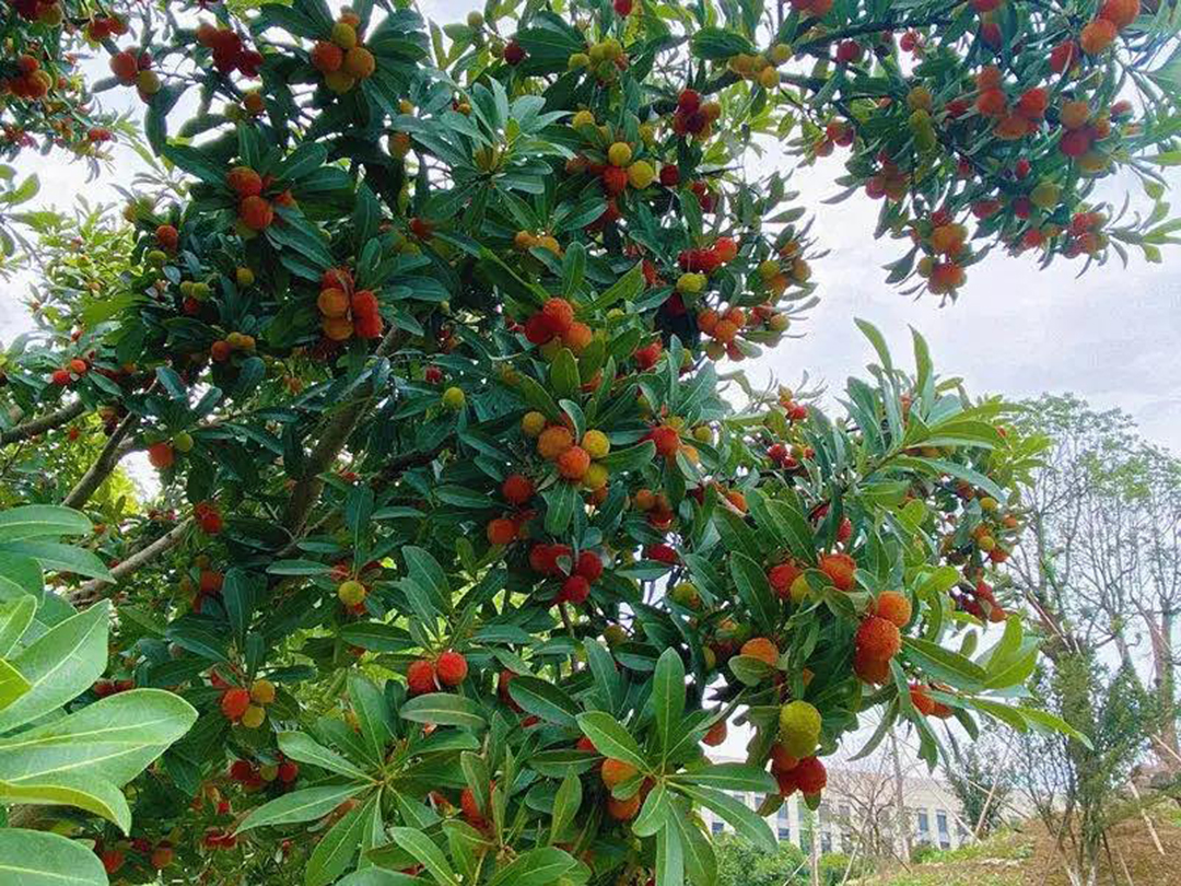 風(fēng)景這邊獨(dú)好！東大環(huán)境美景一覽，請(qǐng)查收